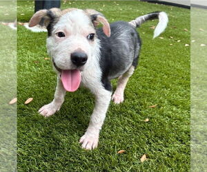 Mutt Dogs for adoption in Lakewood, CO, USA