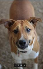 Medium Photo #1 Basenji-Unknown Mix Puppy For Sale in Von Ormy, TX, USA