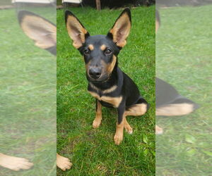 German Shepherd Dog-Unknown Mix Dogs for adoption in Duluth, MN, USA