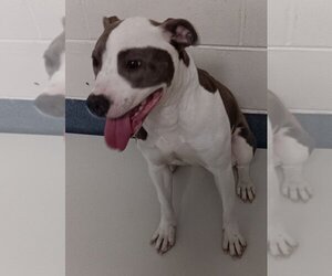 American Pit Bull Terrier Dogs for adoption in Glen Allen, VA, USA