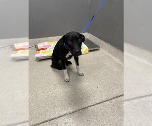 Labrador Retriever-Unknown Mix Dogs for adoption in Tallahassee, FL, USA