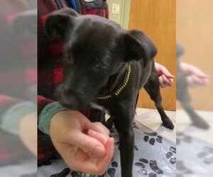 Chihuahua-Labrador Retriever Mix Dogs for adoption in Coventry, CT, USA