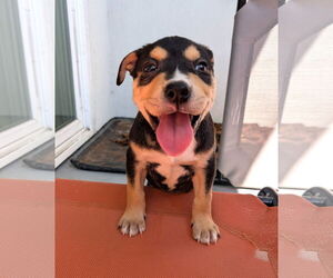 Mutt Dogs for adoption in Bellevue, WA, USA