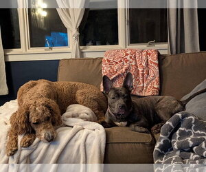 American Pit Bull Terrier-Unknown Mix Dogs for adoption in Germantown, OH, USA