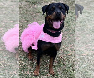 Rottweiler Dogs for adoption in Mooresville, NC, USA