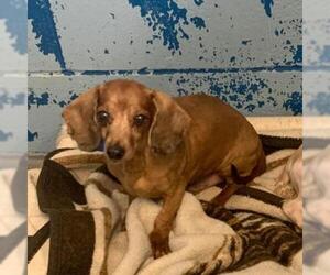 Dachshund Dogs for adoption in Evansville, IN, USA