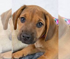 Beabull Dogs for adoption in Kennesaw, GA, USA