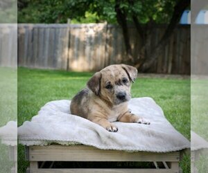 Sheprador Dogs for adoption in Crystal , MN, USA