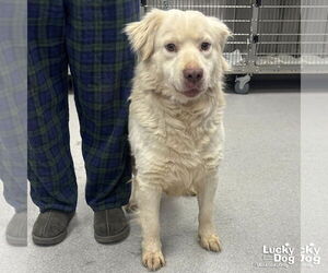 Great Pyrenees-Retriever  Mix Dogs for adoption in Washington, DC, USA
