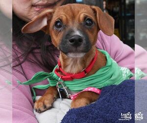 Chihuahua-Unknown Mix Dogs for adoption in Washington, DC, USA