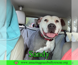 Medium Photo #2 American Pit Bull Terrier-Unknown Mix Puppy For Sale in Pensacola, FL, USA