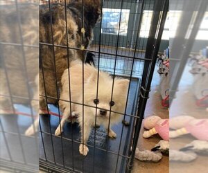 Pomeranian Dogs for adoption in Lacombe, LA, USA