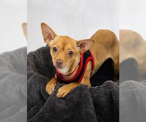 Chiweenie Dogs for adoption in Princeton, MN, USA