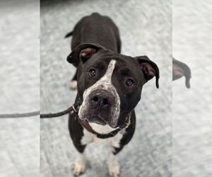 Mutt Dogs for adoption in Fort Collins, CO, USA