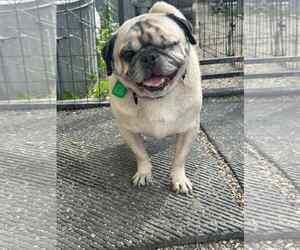 Pug Dogs for adoption in Mukwonago, WI, USA
