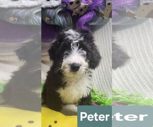 Bernedoodle (Miniature) Dogs for adoption in Smithfield, PA, USA