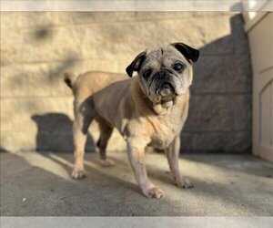 Pug Dogs for adoption in Fremont, CA, USA