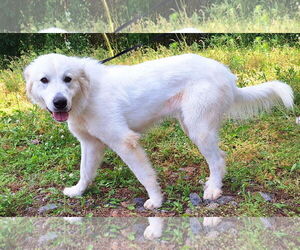 Great Pyrenees-Unknown Mix Dogs for adoption in Wetumpka, AL, USA