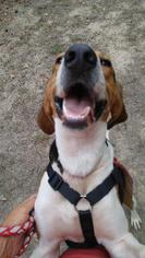 Treeing Walker Coonhound Dogs for adoption in Jefferson, TX, USA