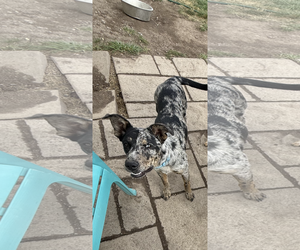 Australian Shepherd-Unknown Mix Dogs for adoption in Polson, MT, USA