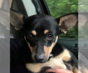Doxie-Pin Dogs for adoption in Fredericksburg, VA, USA
