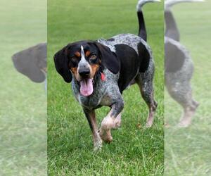 Bluetick Coonhound Dogs for adoption in Mankato, MN, USA