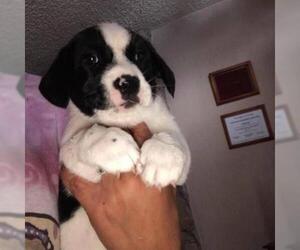 Dachshund Dogs for adoption in Wadena, MN, USA