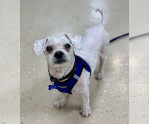 Shih Tzu-Unknown Mix Dogs for adoption in Mundelein, IL, USA