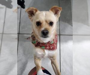 Chihuahua Dogs for adoption in Rosenberg, TX, USA