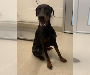 Medium Photo #1 Doberman Pinscher-Unknown Mix Puppy For Sale in Grand Prairie, TX, USA