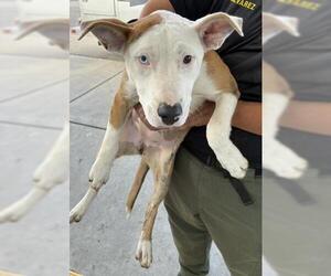 Mutt Dogs for adoption in Bakersfield, CA, USA