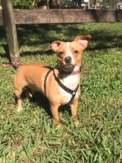 Chi-Corgi Dogs for adoption in Davie, FL, USA