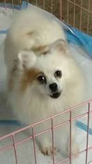 Pomeranian Dogs for adoption in Morgantown WV, PA, USA