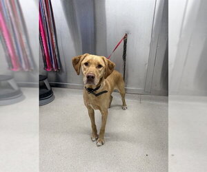 --Labrador Retriever Mix Dogs for adoption in Fairbanks, AK, USA