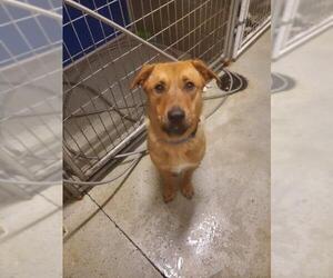Mutt Dogs for adoption in Detroit Lakes, MN, USA