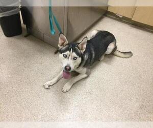 Siberian Husky Dogs for adoption in Riverside, CA, USA