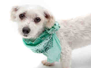 Maltese Dogs for adoption in Orlando, FL, USA