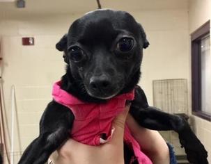 Chihuahua Dogs for adoption in Millersville, MD, USA