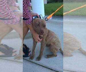 American Pit Bull Terrier-Unknown Mix Dogs for adoption in Fort Myers, FL, USA