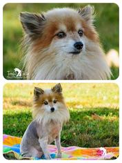 Pomeranian Dogs for adoption in Cincinnati, OH, USA