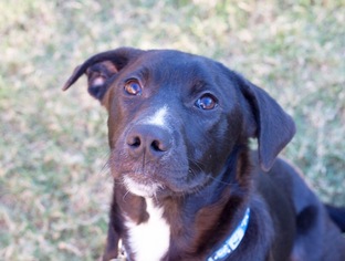 Borador Dogs for adoption in Denton, TX, USA
