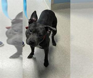 Staffordshire Bull Terrier Dogs for adoption in Newton, NC, USA