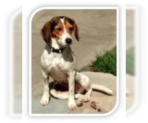 Jack-A-Bee Dogs for adoption in Claremore, OK, USA