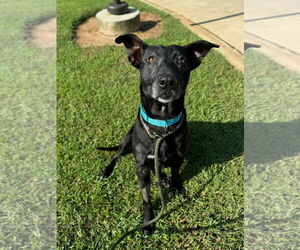 Labrador Retriever-Unknown Mix Dogs for adoption in Fuquay-Varina, NC, USA
