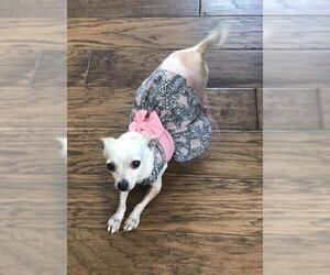 Chihuahua Dogs for adoption in Alta Loma, CA, USA
