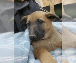 Mutt Dogs for adoption in San Antonio, TX, USA