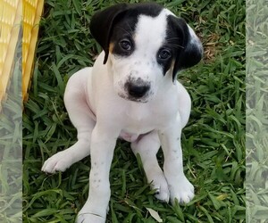 Pointer-Treeing Walker Coonhound Mix Dogs for adoption in Seminole, FL, USA