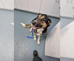 Collie-German Shepherd Dog Mix Dogs for adoption in London, Ontario, Canada