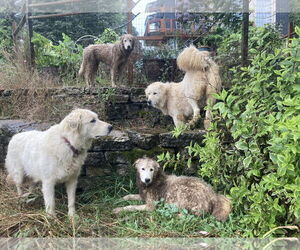 Great Pyrenees Dogs for adoption in MIDWAY, UT, USA