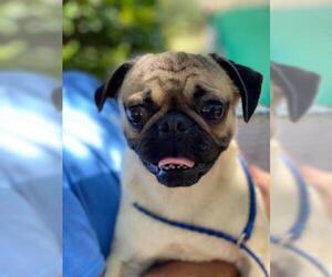Pug Dogs for adoption in Waco, TX, USA